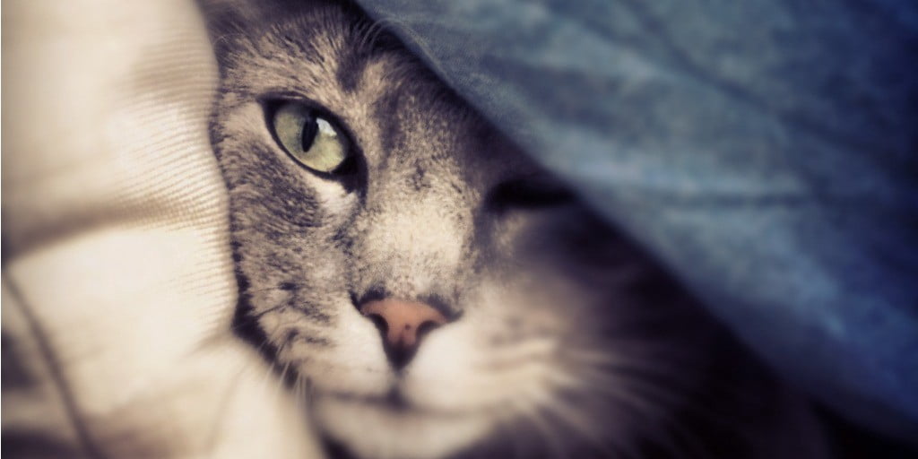 cat peeking through pillows
