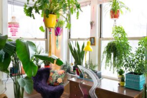 house plants hanging in home