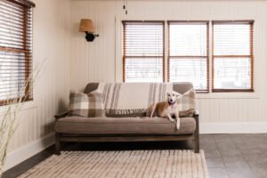 dog sitting on couch in living room