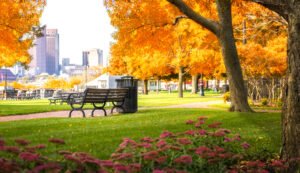 yellow fall leaves in park