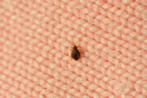 bug on fabric