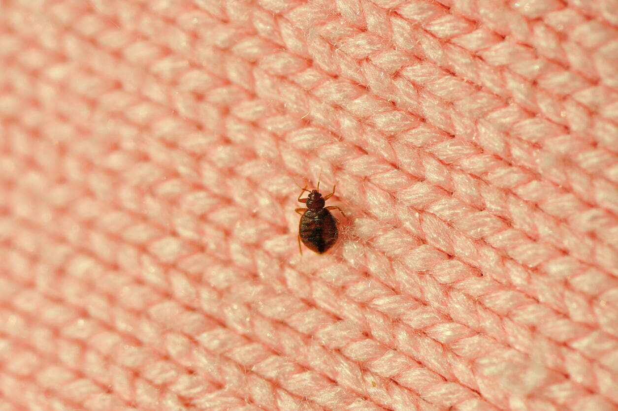 bug on fabric