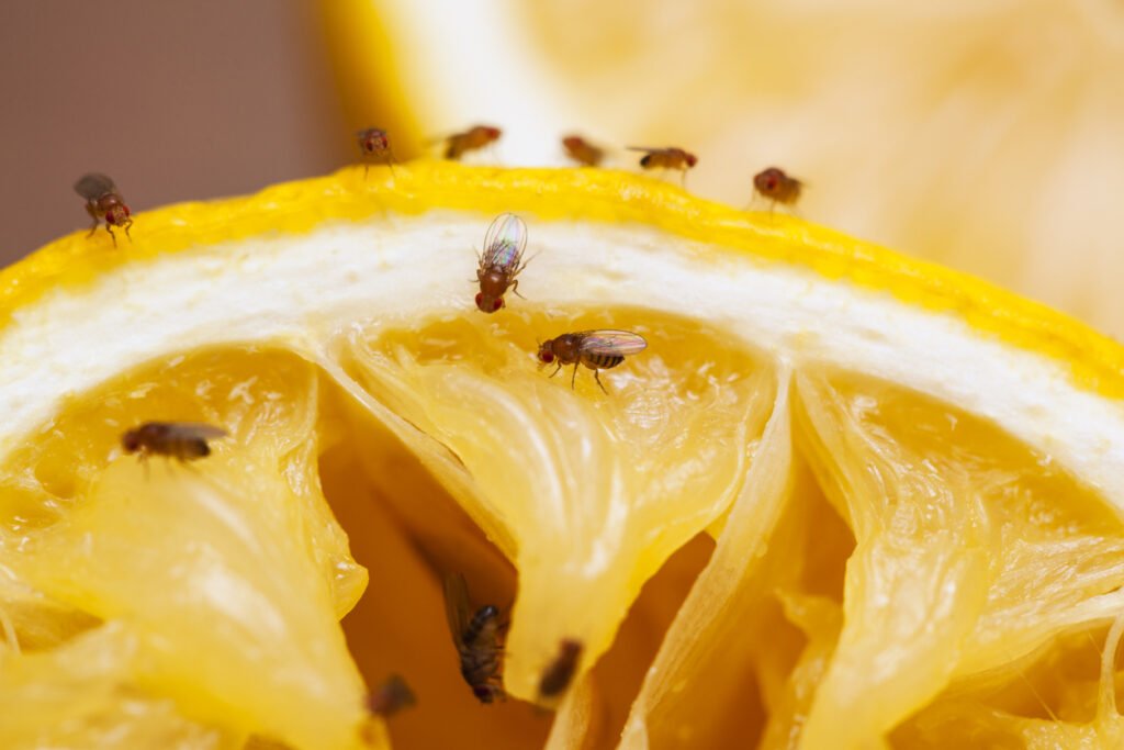 flies on orange