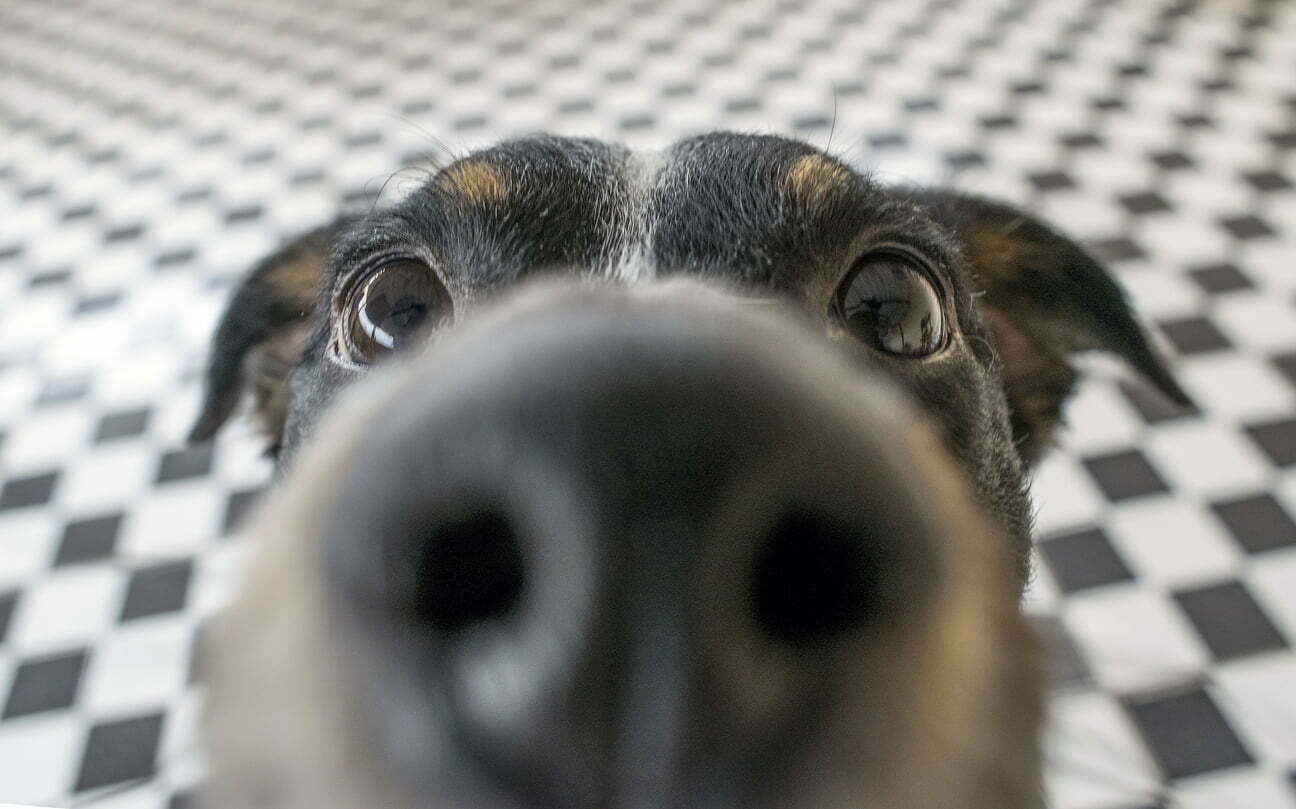 close up of dog