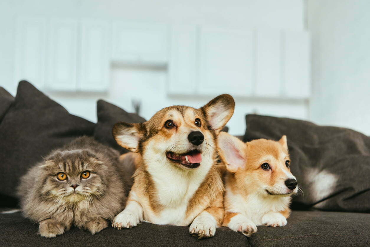 two dogs and one cat on couch