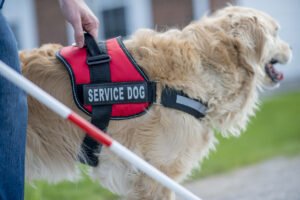 service dog