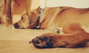 dog laying on floor