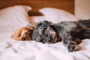 two dogs sleeping on bed