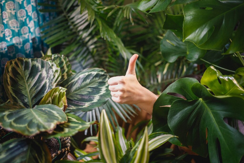 plants in house and thumbs up