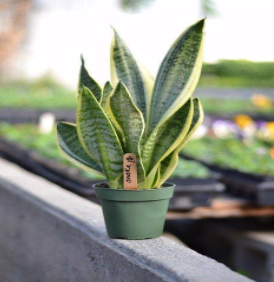 snake plant in pot