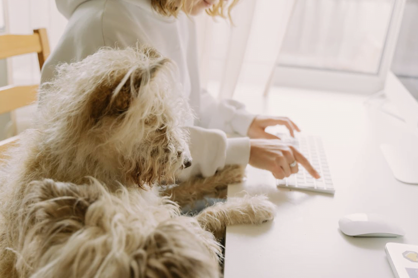 dogs sitting next to person on computer