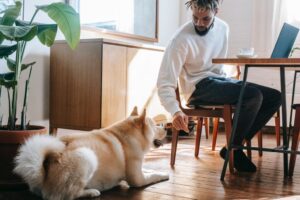 man sitting at table with laptop looking at dog