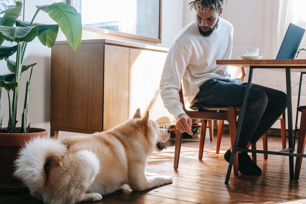 man sitting at table with laptop looking at dog
